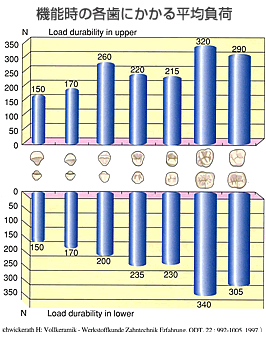 機能時の各歯にかかる平均負荷